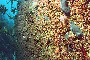 wall with stick bryozoa