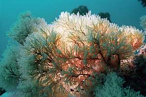 large solanderia hydroid tree