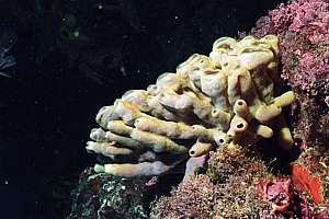 purple organ sponge dying