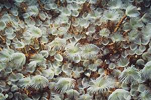 carpet fan worms