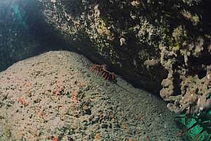 crayfish in Gisborne's marine reserve