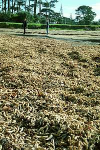 a thick wash-up of parchment tube worms