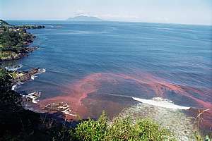 red tide plankton bloom