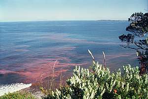 red tide plankton bloom