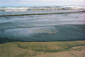 a thick brown plankton slick