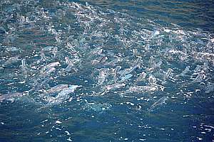 trevally and blue maomao feeding