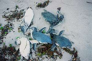 blue penguin deaths