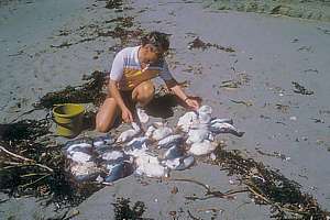 mass mortality of blue penguin