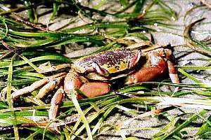 f026921: Hemiplax hirtipes, stalk-eyed mudcrab