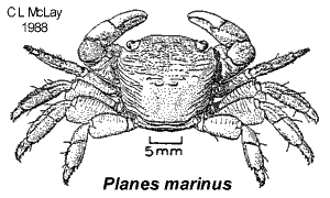 Planes marinus