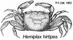 Hemiplax hirtipes