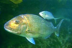 f002809: a large snapper and trevally