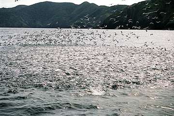 kahawai school surface-feeding. Arripis trutta