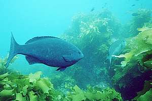 mature bluefish and in the background a silver drummer