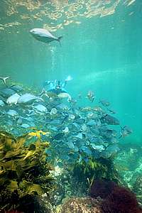 snorkeldiver and resting school of blue maomao