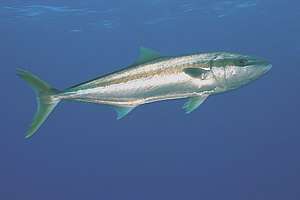 large kingfish at the Kermadec Islands