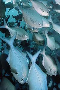 blue maomao inquisitively viewing the photographer. Scorpis violaceus