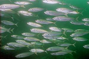 jack mackerels under a wharf