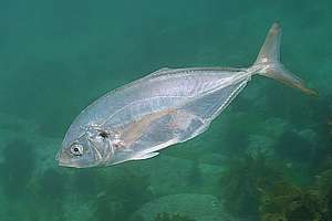 medium age trevally Pseudocaranx dentex has survived a predator attack