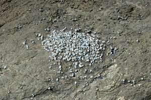 spawning aggregation of periwinkels