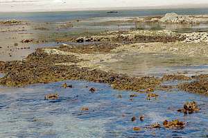 spring low tide at a sheltered place