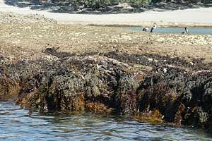 spring low tide at a sheltered place