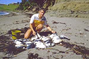 Mass mortality of blue penguins