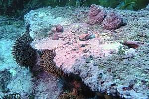 urchins, barren, cooks turban, snails