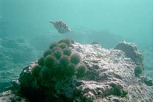 large urchin barren Goat Island