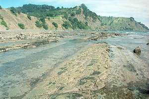 Echinoderm Flats near Goat Island
