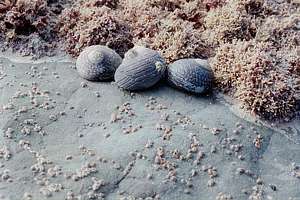 grooved snails Melagraphia aethiops