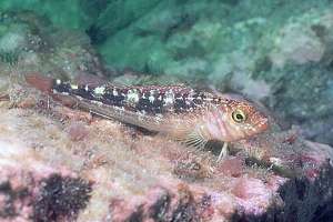 variable triplefin (Fosterygion varium)