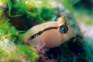 crested blenny (Parablennius laticlavius)