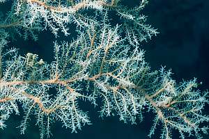 f033513: detail of solanderia hydroid tree