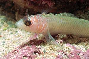 spectacled triplefin (Ruanoho whero)