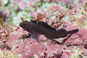 common triplefin (Fosterygion lapillum)