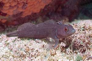 spectacled triplefin (Ruanoho whero)