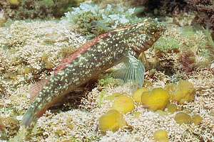 speckled triplefin (Grahamina capito)