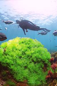 finely trimmed patch of sea lettuce