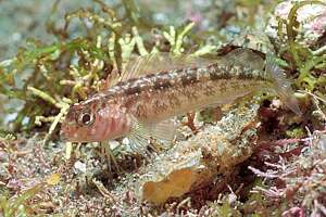 variable triplefin (Fosterygion varium)