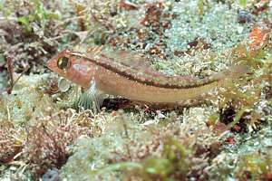 common triplefin (Fosterygion lapillum)