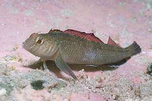 common triplefin (Fosterygion lapillum)