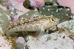 speckled triplefin (Grahamina capito)