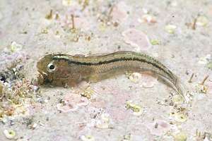 common triplefin (Fosterygion lapillum)