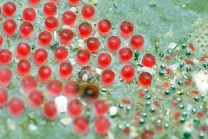 tiny eggs of lumpfish Trachelochismus pinnulatus