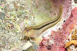 crested blenny (Parablennius laticlavius)