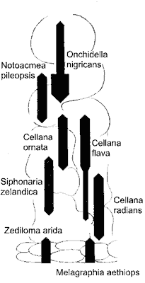 kite diagrams of competing grazing molluscs