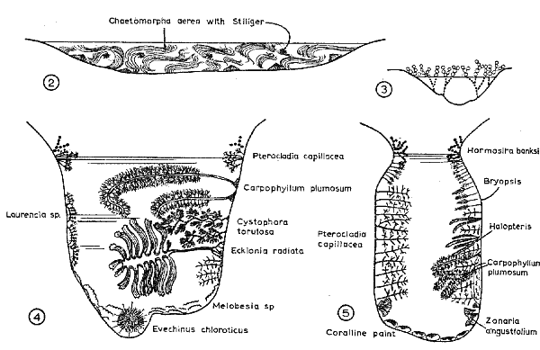 Rock pool sections