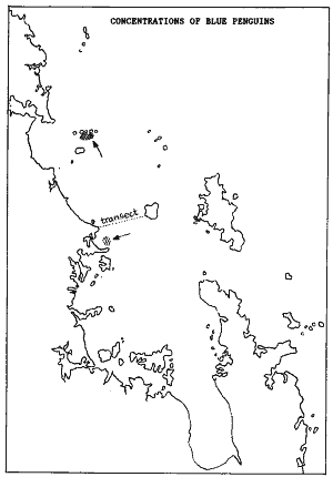 Concentrations of blue penguins