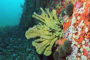 f036015: a dead organ sponge